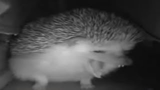 the hedgehog yawned sneezed farted at the same time 😦 [upl. by Rona]