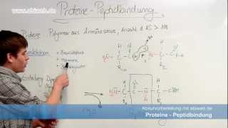 Proteine Peptidbindung  Abitur Chemie [upl. by Darell532]