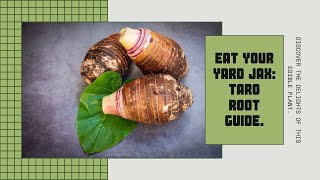 🌿 Unveiling the Delight of Taro Guide on Utilizing the Edible Taro Root in Your Yard 🍠🌱 [upl. by Halehs]