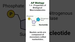 AP Bio  14 Part 1  Nucleic Acids apbiology biochemistry [upl. by Mitzi]