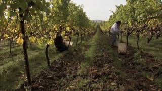 An Introduction to Biodynamic Viticulture [upl. by Sirapal808]