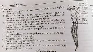 heteronereis classification habitat and comments zoology practical bsc1comments on heteronereos [upl. by Jardena]