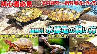 【種類別】水棲亀の飼い方【初心者向け】かかる費用は？幸せな飼育とは？わかりやすく解説します！ [upl. by Aun246]