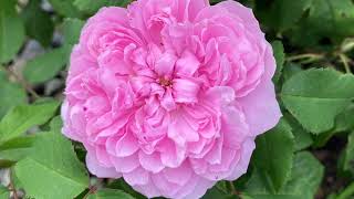 Jacques Cartier  old rose with very intense fragrance and rich pink colour First season in garden [upl. by Fernande]