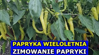 Wieloletnia Papryka  Zimowanie Papryki Szybsze Zbiory za Rok Kiedy i Gdzie Zimować Paprykę Uprawa [upl. by Nerval]