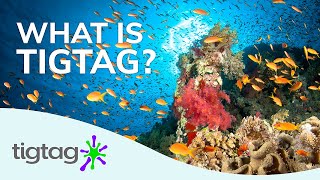 What is Tigtag – Primary Science Teaching Resources [upl. by Zeta]