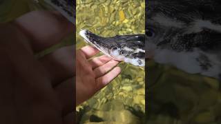 Two new sturgeon Albino and a stellatus [upl. by Nappy]