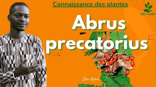 Connaissance des plantes quot Abrus precatorius quot [upl. by Ocer]