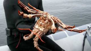 Langouste bretonne de 4 kilos pris en pêche sous marine [upl. by Epolulot]