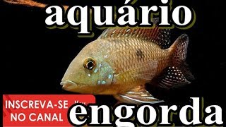 39 AQUÁRIO DE ENGORDA peixes acará geophagus brasiliensis [upl. by Akli]