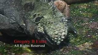 Galapagos Marine Iguana Feeding on Seaweed and Spurting Water [upl. by Navnod]