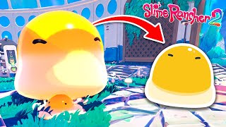 Como encontrar un SLIME GORDO YEMA en SLIME RANCHER 2 [upl. by Harmon111]