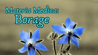 🌿Materia Medica The Amazing Power of Borage🌿 [upl. by Ocsicnarf430]