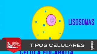 Tipos celulares │ biología [upl. by Aihsile]