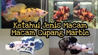 Ketahui Macam Macam Jenis Ikan Cupang Marble [upl. by Retniw]