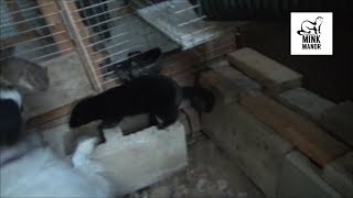 Dog Catches a Rat in Midair  Mink and Dog Tag Team a Woodpile Rat [upl. by Frentz248]