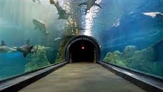 CAMDEN ADVENTURE AQUARIUM EXPERIENCE  NJ New Jersey Travel Tour Guide Zoo Shark Sharks [upl. by Aibsel]