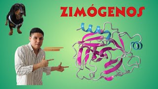 Regulación enzimática Zimógenos o proenzimas [upl. by Eevets531]