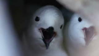 Snow petrels in Antarctic 南極大陸に生息するユキドリ [upl. by Malkah]