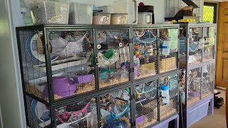 Cage tour for Right Paw Rattery Jan 2024 [upl. by Eppie]