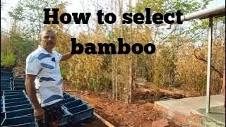 How to select bamboo sapling for plantation ep 49 [upl. by Ronel883]