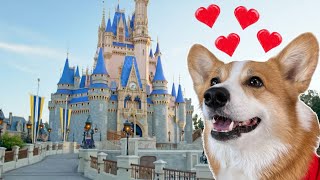 Hammy found dog DISNEYLAND [upl. by Nrobyalc108]