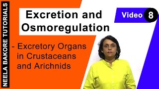 Excretion and Osmoregulation  NEET  Excretory Organs in Crustaceans and Arichnids  Neela Bakore [upl. by Kristoforo386]