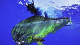 Spearfishing with Cameron Kirkconnell Riffe Pole Spear How To [upl. by Hnil]