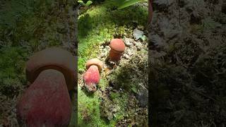 Foraging for Bicolor Boletes Baorangia bicolor in Massachusetts Edible Wild Mushrooms [upl. by Caty]