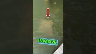 Cownose Ray  Creatures in my Neighborhood chesapeakebay rays stingray [upl. by Jamey]