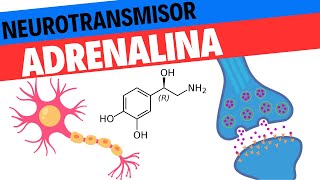 Fisiología de la Adrenalina y la Noradrenalina Neurociencias 11 [upl. by Nesnah]