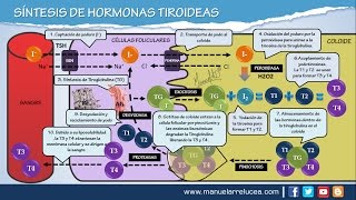 SÍNTESIS DE HORMONAS TIROIDEAS [upl. by Klapp]