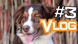 Vlog 3 Hundeausstellung Kassel mit unserem Hunter [upl. by Rafi]