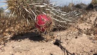 La chirinola mexicana un cactus que camina en peligro de extinción [upl. by Ahsein]