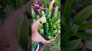 Stapelia Giganteastapelias🌸gardening plantas plants succulents cactus 2024 nature [upl. by Nica]