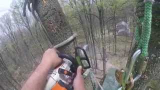 Tulip poplar removal climbers perspective by Climb High Tree Service [upl. by Luing]