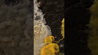 Slime molds Intelligent organisms that surprise us [upl. by Rafat]