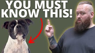 3 THINGS TO KNOW BEFORE GETTING A STAFFORDSHIRE BULL TERRIER [upl. by Yerggoeg129]