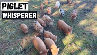 Chickens Explore Outdoors Kunekune Piglets Enjoy A Clean Pen [upl. by Estevan]