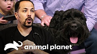 quotSerá el perro de una oreja más guapo que hayquot  Veterinarios de Texas  Animal Planet [upl. by Jensen]