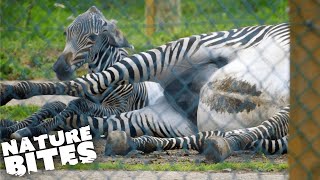 Zebra Gives Birth in Difficult Ordeal  The Secret Life of the Zoo  Nature Bites [upl. by Ruhtua498]