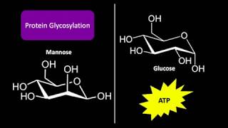 Mannose Metabolism [upl. by Nhguavaj339]