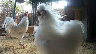 Backyard Chickens Long Relaxing Video Sounds Noises Hens Clucking Roosters Crowing ASMR [upl. by Gad]