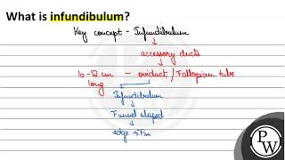 What is infundibulum P [upl. by Annaik]