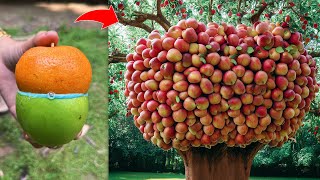 How To Grafting Apple with Orange Tree To Make Amazing Fruit [upl. by Korff]