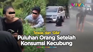 Tingkah Aneh Puluhan Orang Mabuk Kecubung Sebelum Masuk RSJ [upl. by Nosyerg]