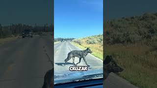 ¡Increíble Un Lobo Educadamente Espera Su Turno para Cruzar la Carretera 🐺🚗 shorts [upl. by Yellek]