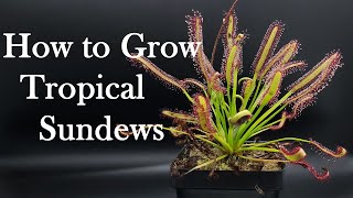 Growing Carnivorous Plants E4 Tropical Sundews [upl. by Celie]