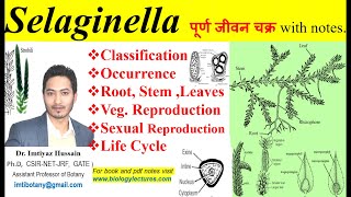 Selaginella complete life cycle pteridophyta pteridophytes bsc1stsemester bscbotany neet [upl. by Nylessoj]