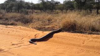 Huge Python seen in Lephalale [upl. by Adnohsel]